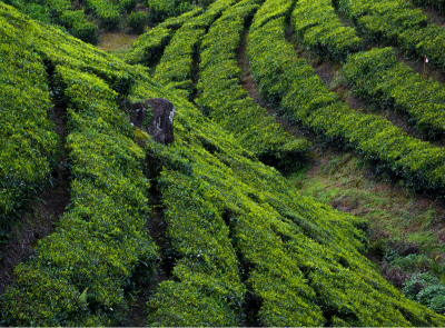 Munnar